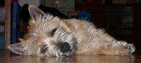 P1030773__Kamei_spinka.jpg